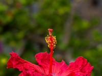 Seitenansicht auf Hibiscusblüte rot